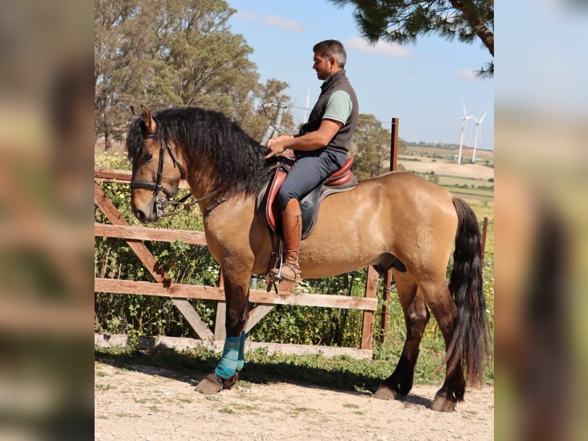 Lusitanien Croisé Étalon 4 Ans 153 cm Isabelle in Husby