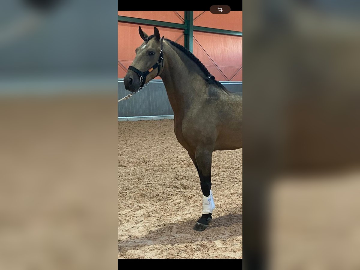 Lusitanien Étalon 4 Ans 157 cm Buckskin in Martfeld