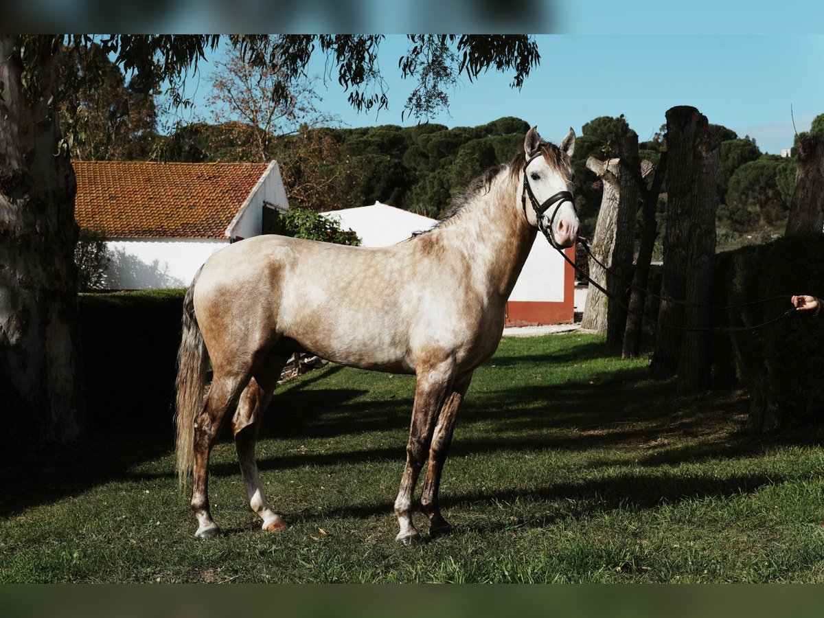 Lusitanien Étalon 4 Ans 158 cm in Coruche