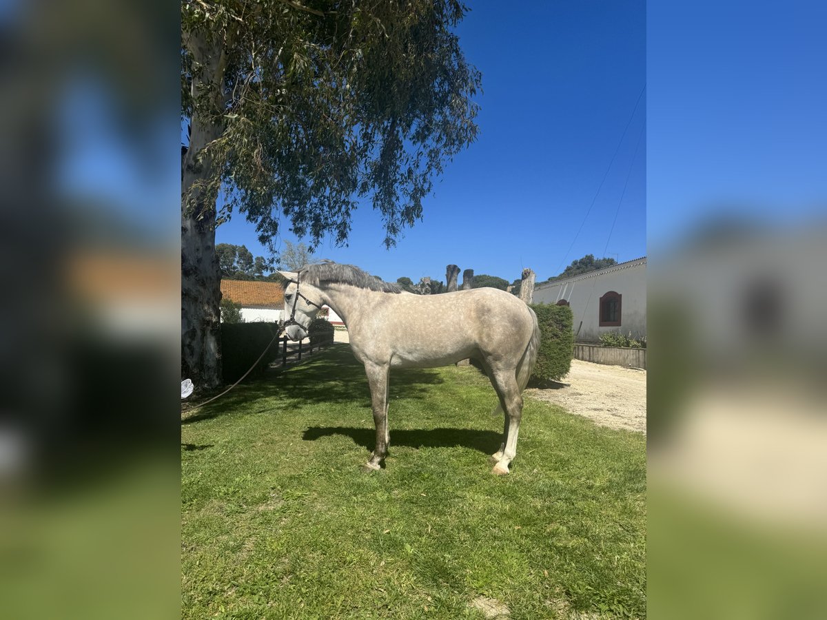 Lusitanien Étalon 4 Ans 158 cm in Coruche