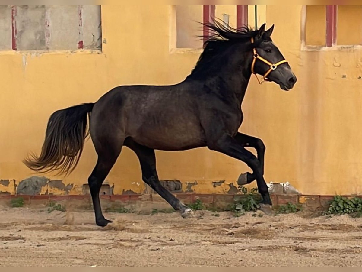 Lusitanien Étalon 4 Ans 160 cm in Chiclana de la Frontera