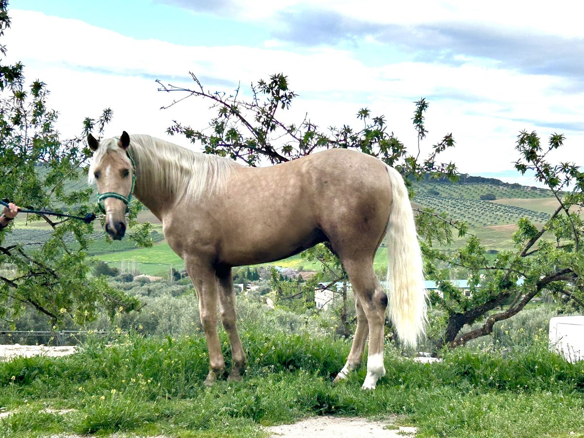 Lusitanien Croisé Étalon 4 Ans 160 cm Palomino in Baza