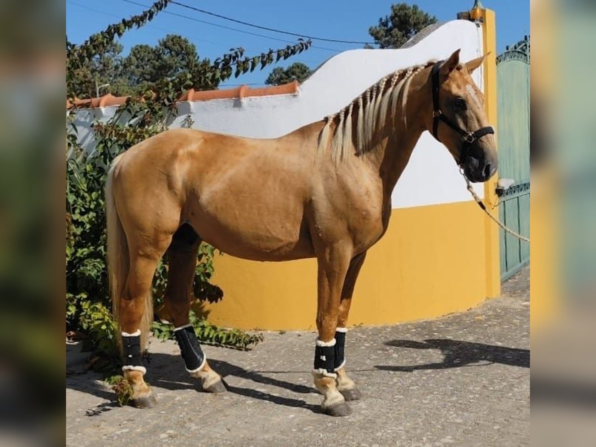 Lusitanien Étalon 4 Ans 160 cm Palomino in Bredene