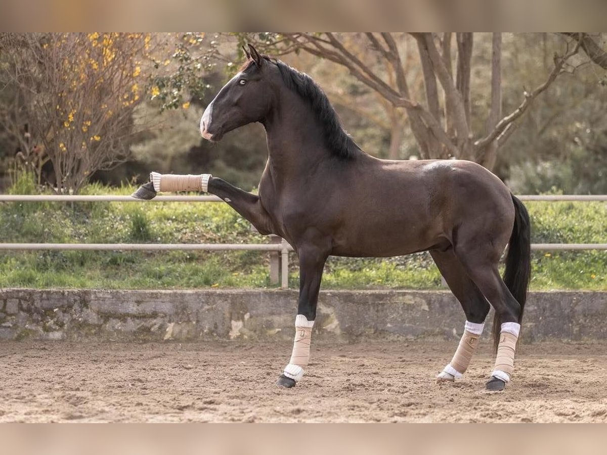 Lusitanien Étalon 4 Ans 161 cm Bai brun foncé in Aramon, Occitanie