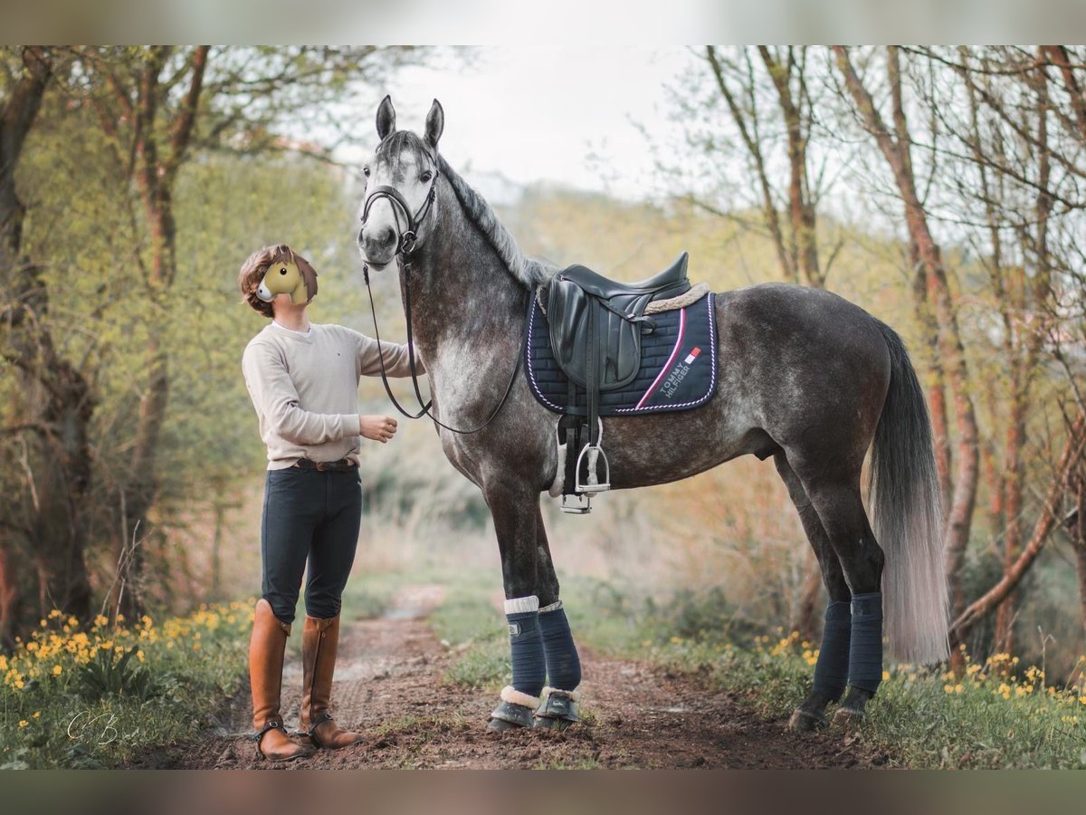 Lusitanien Étalon 4 Ans 161 cm Gris in Coruche