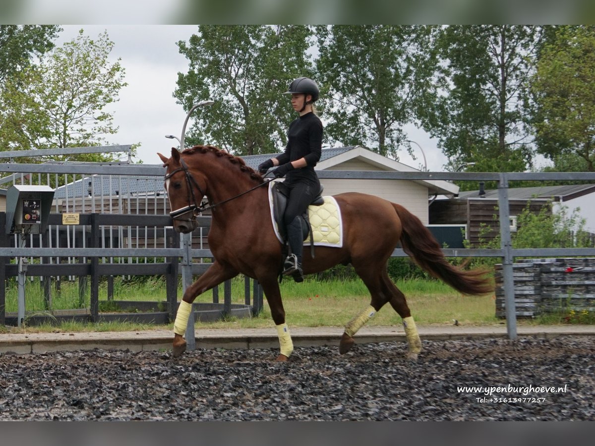 Lusitanien Étalon 4 Ans 162 cm Alezan in Den Haag