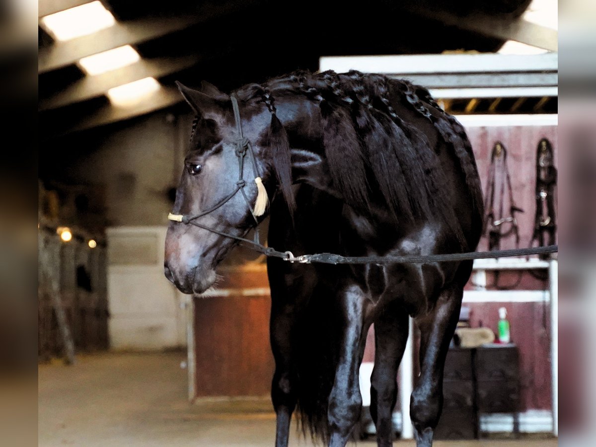 Lusitanien Croisé Étalon 4 Ans 162 cm Bai brun in Heuvelland