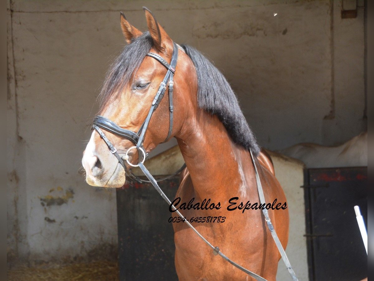 Lusitanien Étalon 4 Ans 163 cm Bai brun in Vejer de la Frontera