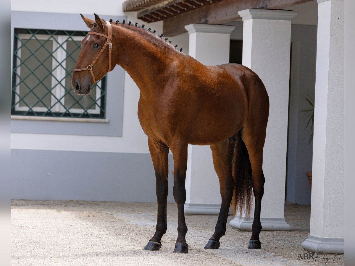 Lusitanien Étalon 4 Ans 163 cm Bai in St. Estevao