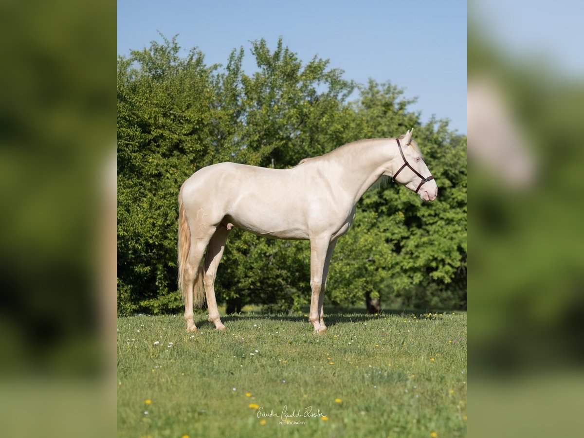 Lusitanien Étalon 4 Ans 163 cm Cremello in Mamer