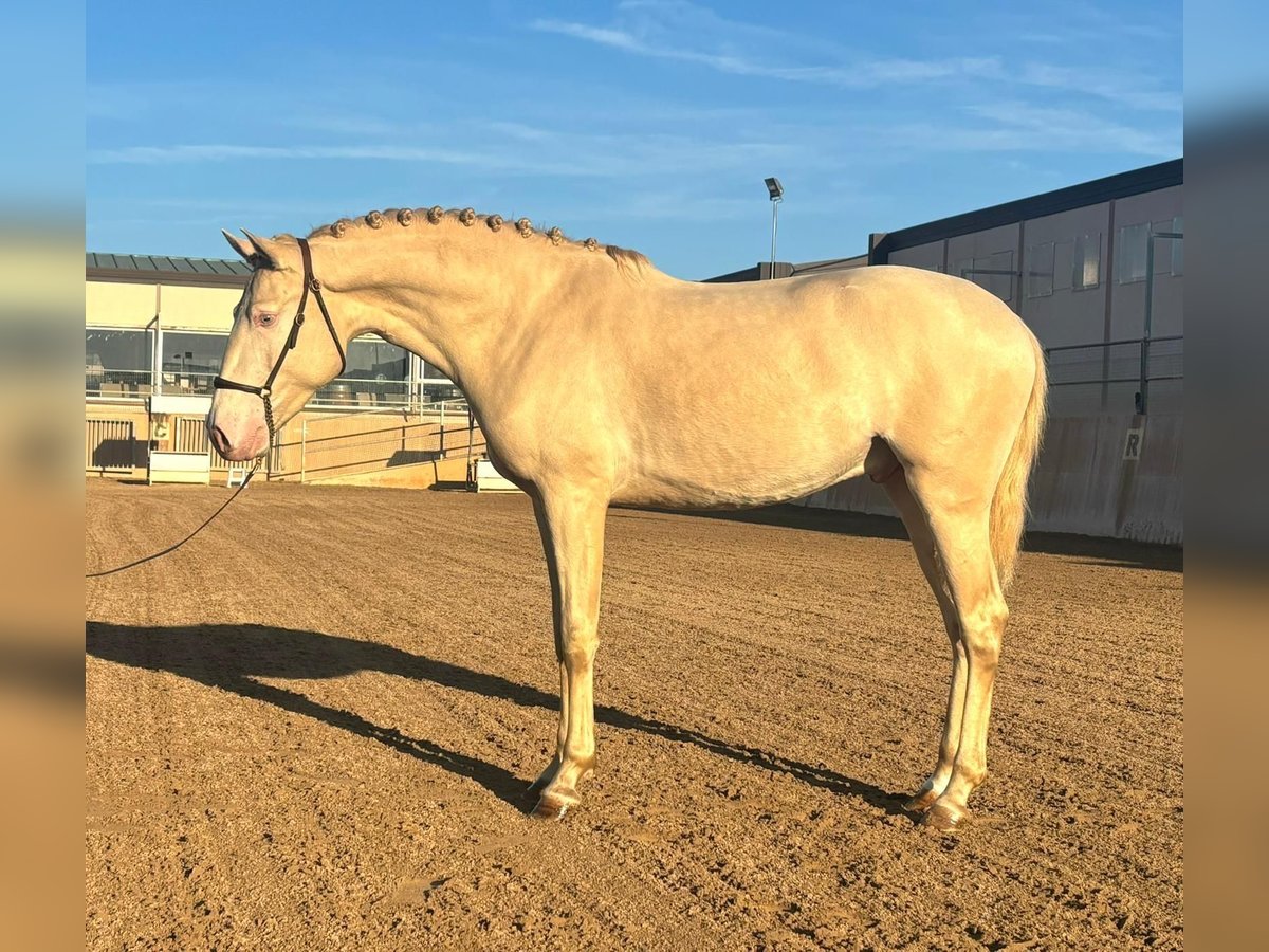 Lusitanien Étalon 4 Ans 163 cm Cremello in Martfeld