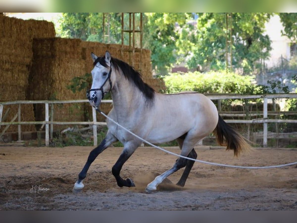 Lusitanien Étalon 4 Ans 163 cm Gris (bai-dun) in RIO MAIOR