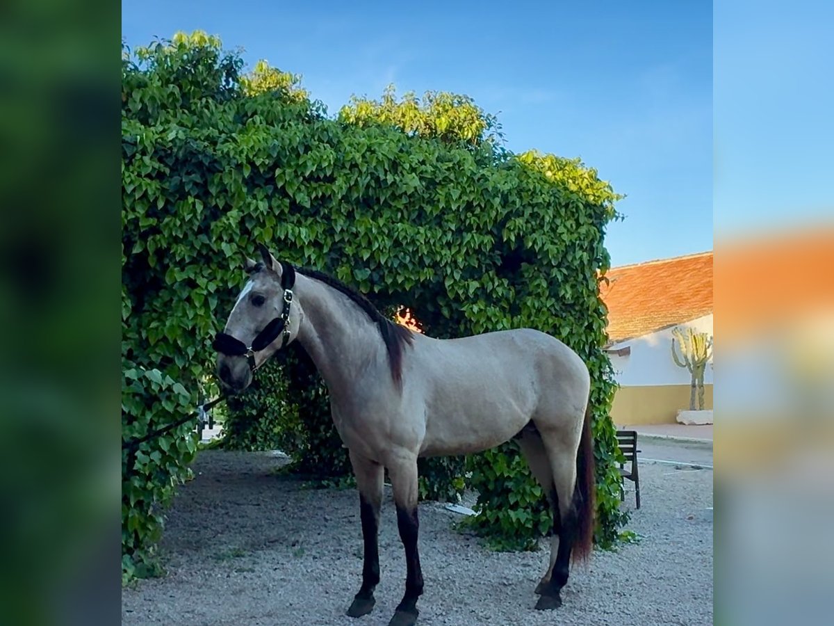 Lusitanien Étalon 4 Ans 165 cm Buckskin in Murcia