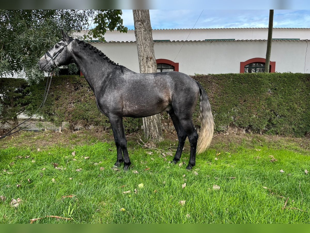 Lusitanien Étalon 4 Ans 165 cm Gris in Coruche