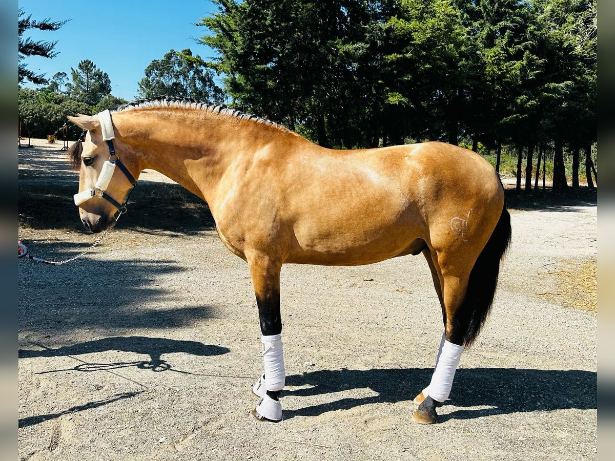 Lusitanien Étalon 4 Ans 166 cm Bai cerise in Ourém