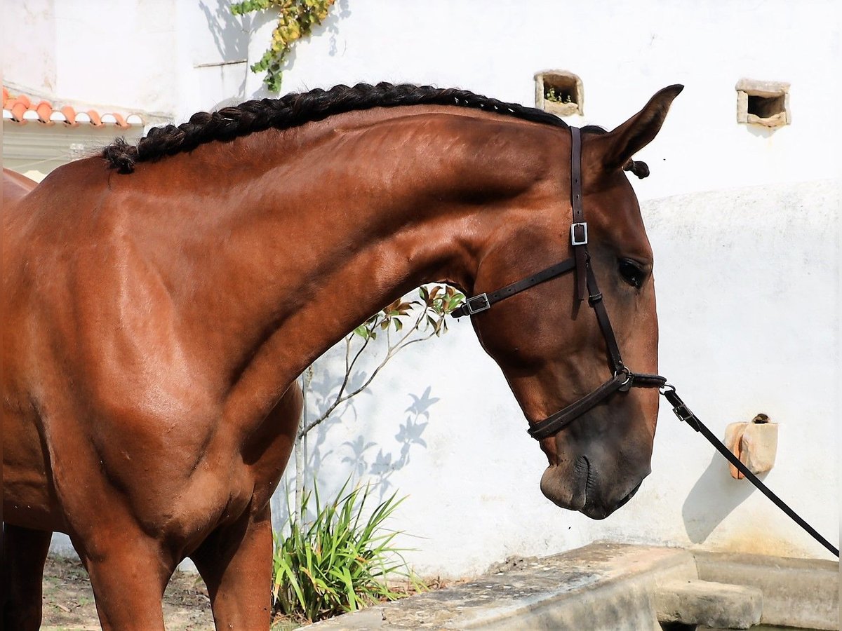 Lusitanien Étalon 4 Ans 167 cm Bai in Ribamar