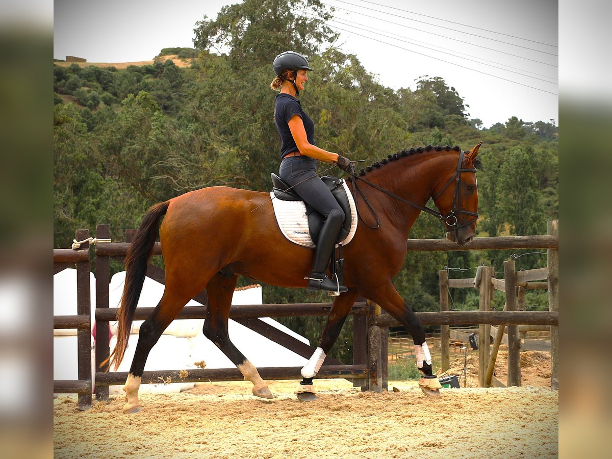 Lusitanien Étalon 4 Ans 168 cm Bai in Rbamar