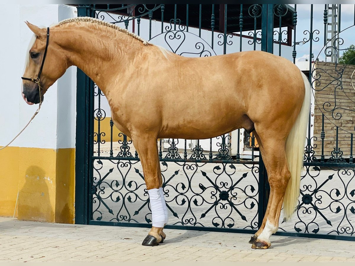 Lusitanien Étalon 4 Ans Palomino in Martfeld