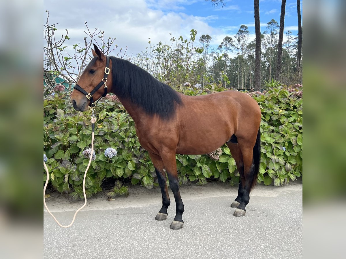 Lusitanien Étalon 5 Ans 160 cm Bai cerise in Braga