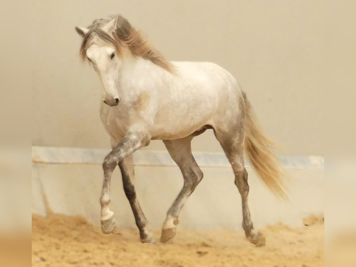 Lusitanien Croisé Étalon 5 Ans 160 cm Gris in Alicante