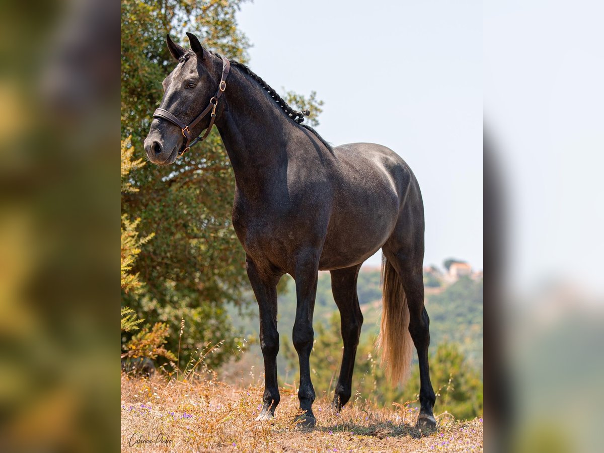 Lusitanien Étalon 5 Ans 162 cm Gris in Rio Maior