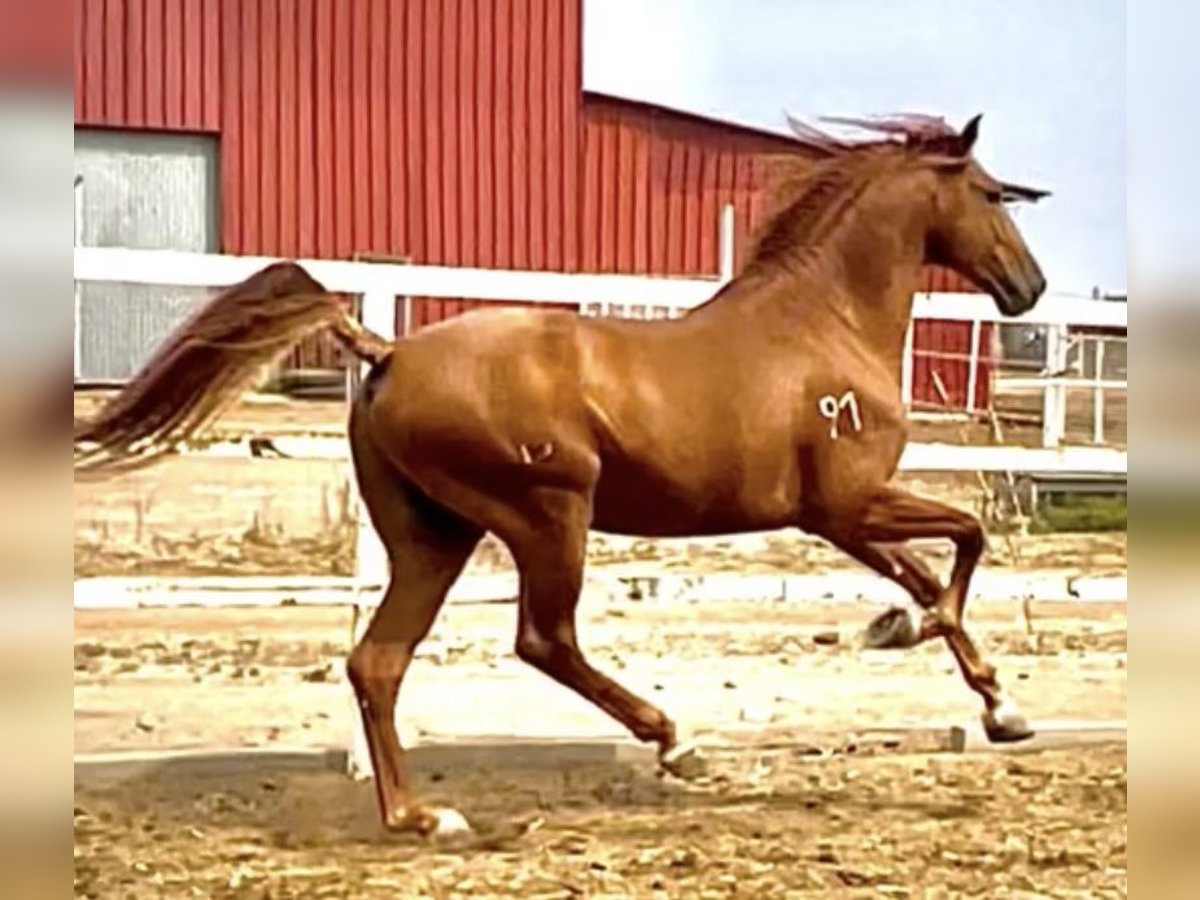 Lusitanien Étalon 5 Ans 163 cm Alezan in Huelva