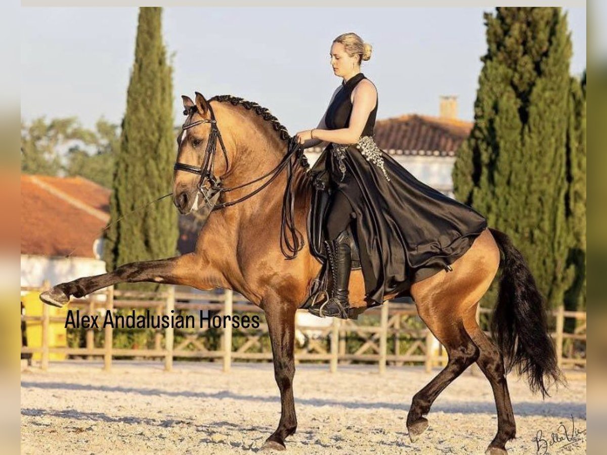 Lusitanien Étalon 5 Ans 163 cm Buckskin in Sevilla