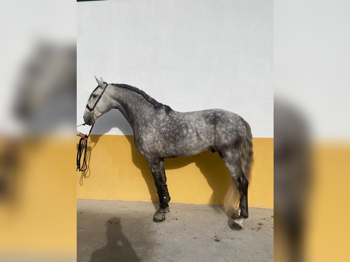 Lusitanien Étalon 5 Ans 164 cm Gris pommelé in Madrid