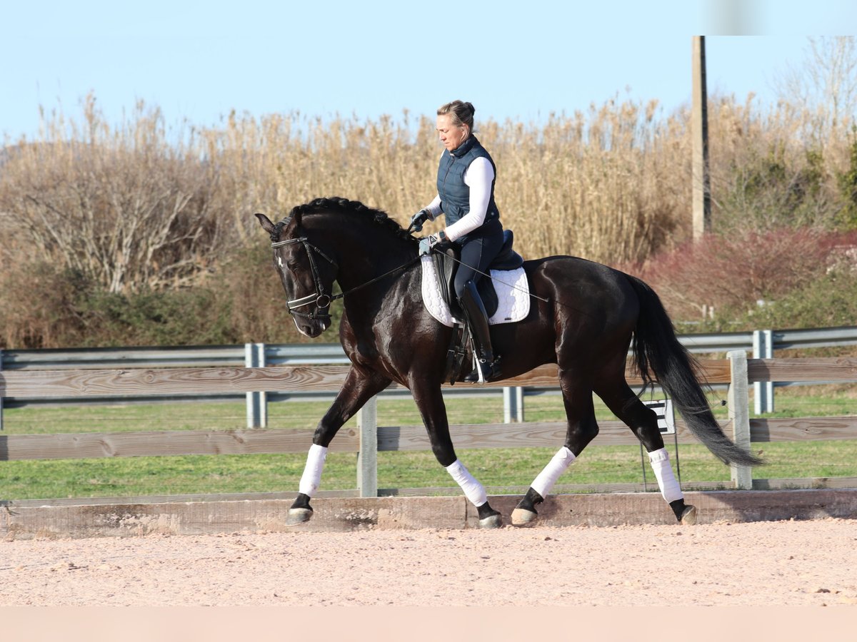 Lusitanien Étalon 5 Ans 164 cm Noir in Arles