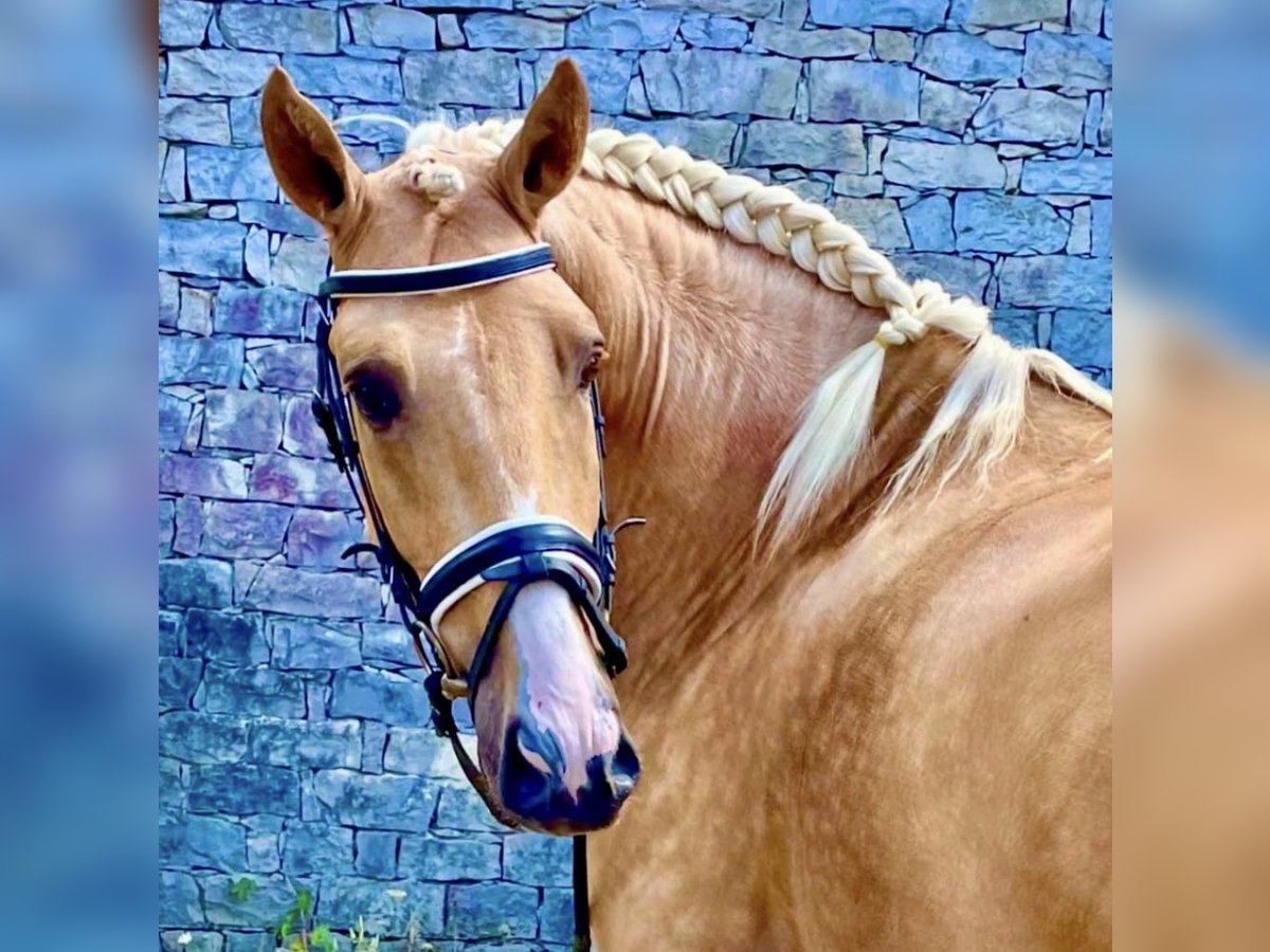 Lusitanien Étalon 5 Ans 164 cm Palomino in Ourém