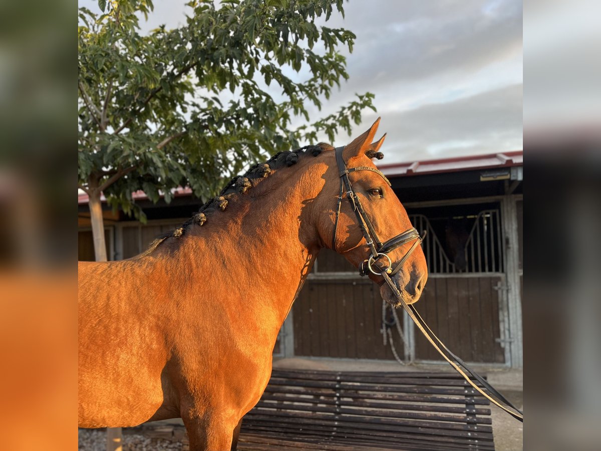 Lusitanien Étalon 5 Ans 168 cm Isabelle in Logroño