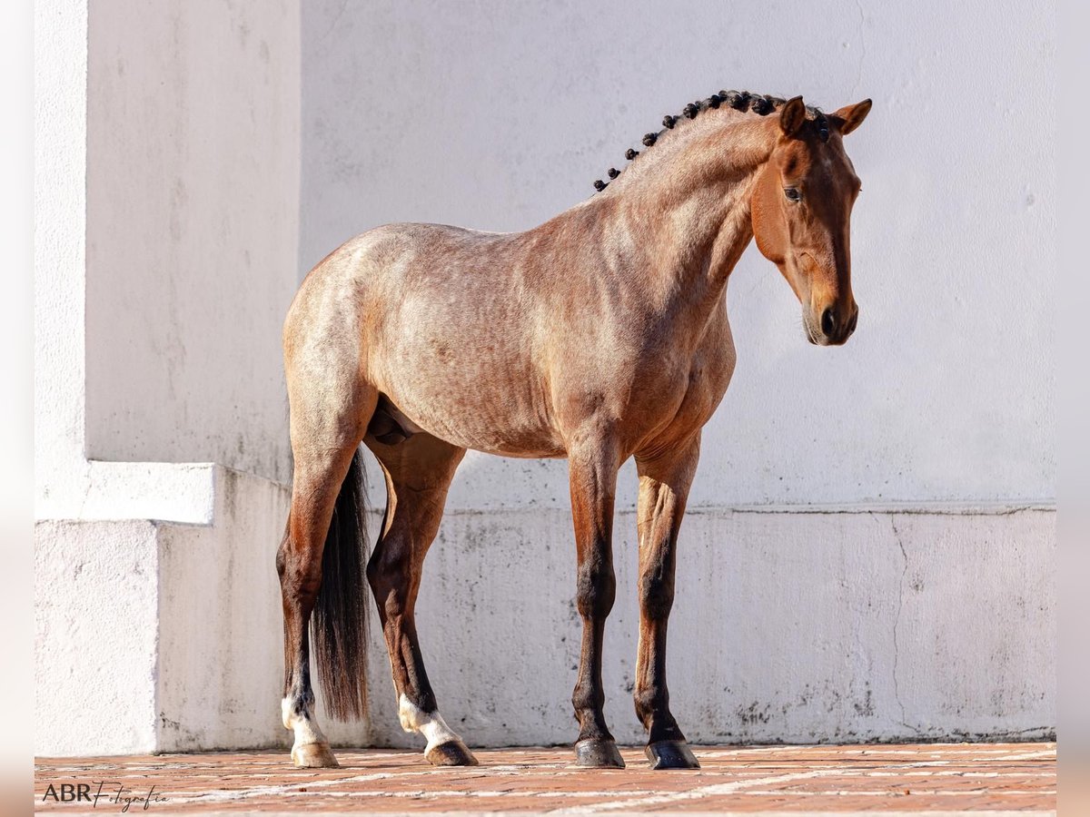 Lusitanien Croisé Étalon 6 Ans 158 cm Roan-Bay in Rio Maior