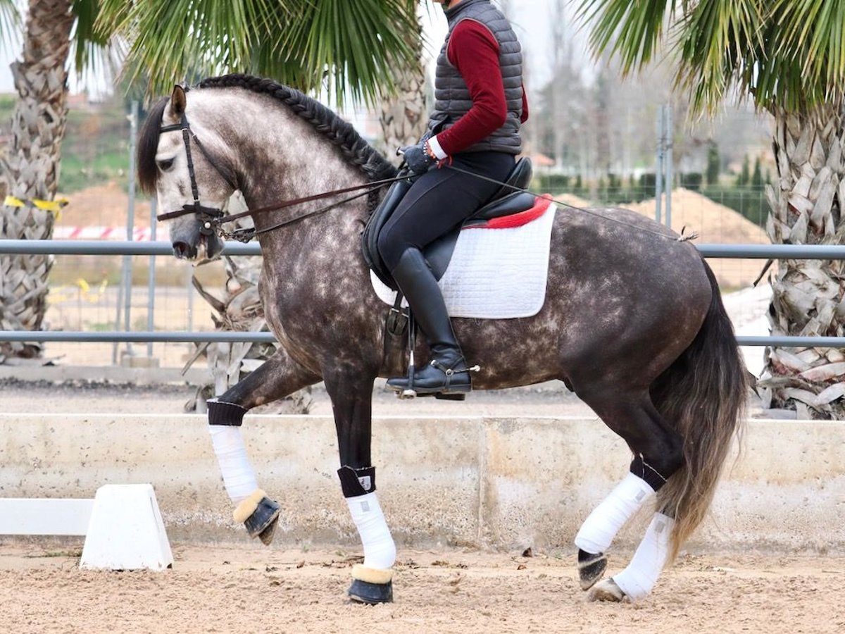 Lusitanien Étalon 6 Ans 160 cm Gris in Navas Del Madroño