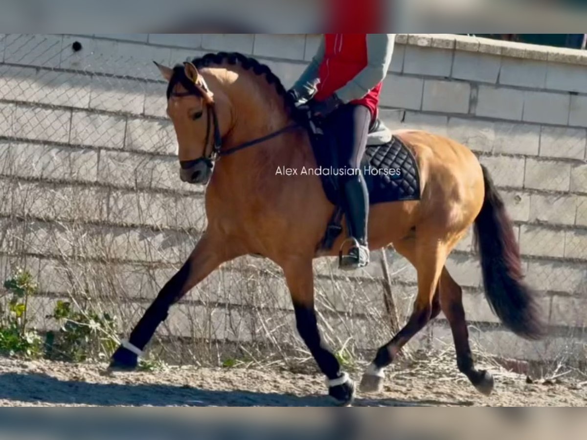 Lusitanien Étalon 6 Ans 161 cm Buckskin in Sevilla