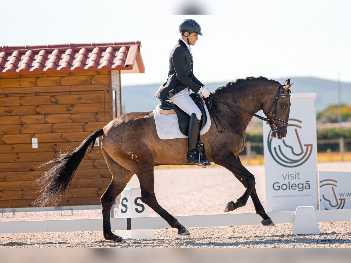 Lusitanien Étalon 6 Ans 164 cm Buckskin in Benavente