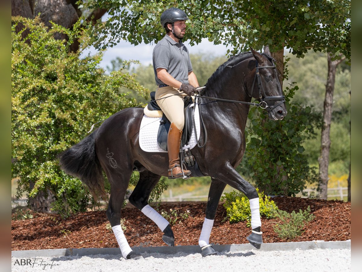 Lusitanien Étalon 6 Ans 164 cm Noir in St. Estevao