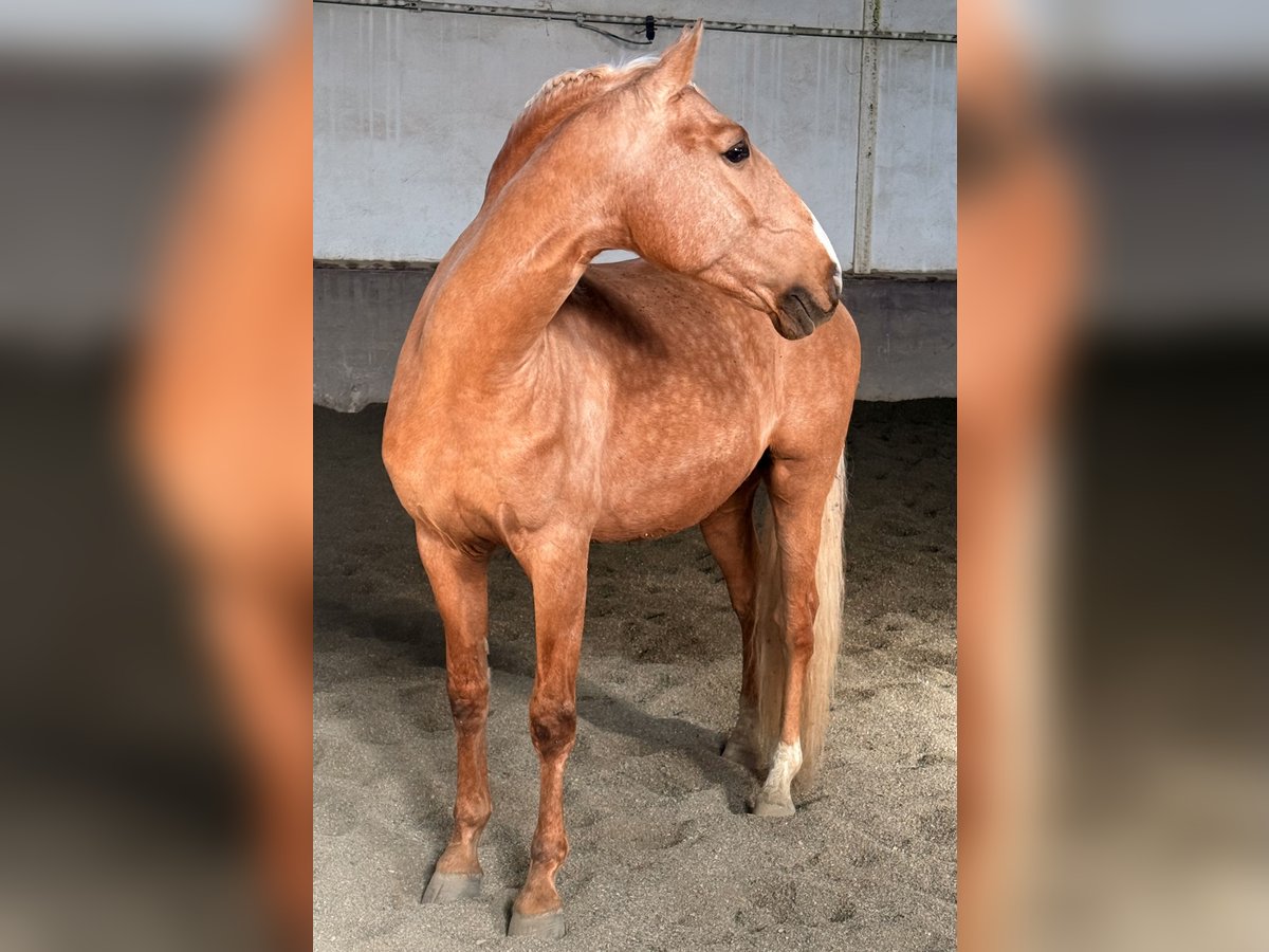 Lusitanien Étalon 6 Ans 164 cm Palomino in Ourém