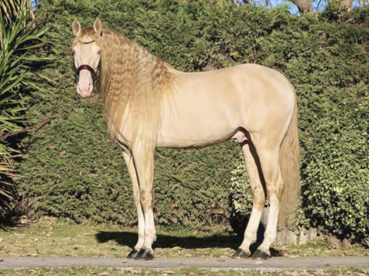 Lusitanien Étalon 6 Ans 164 cm Perlino in NAVAS DEL MADRONO