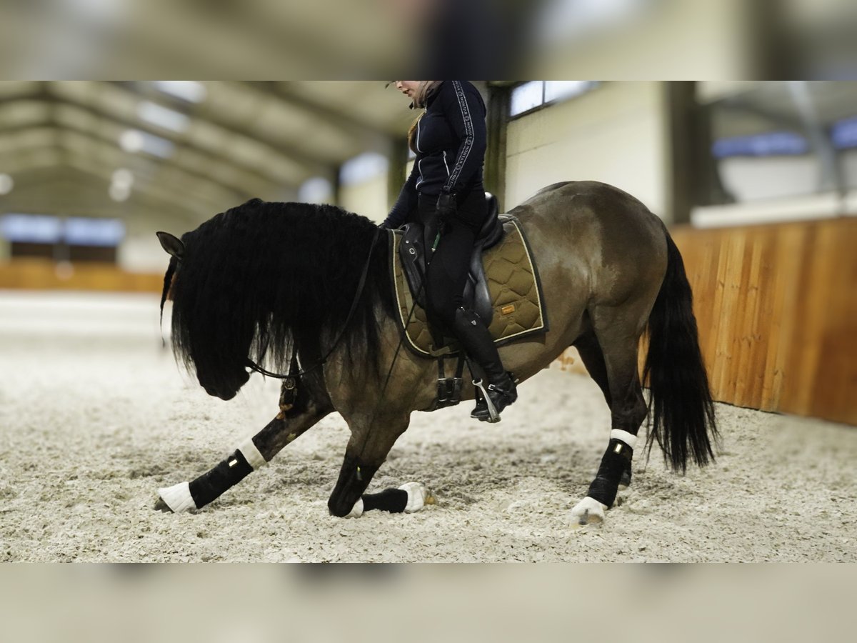 Lusitanien Croisé Étalon 6 Ans 166 cm Grullo in HEUVELLAND