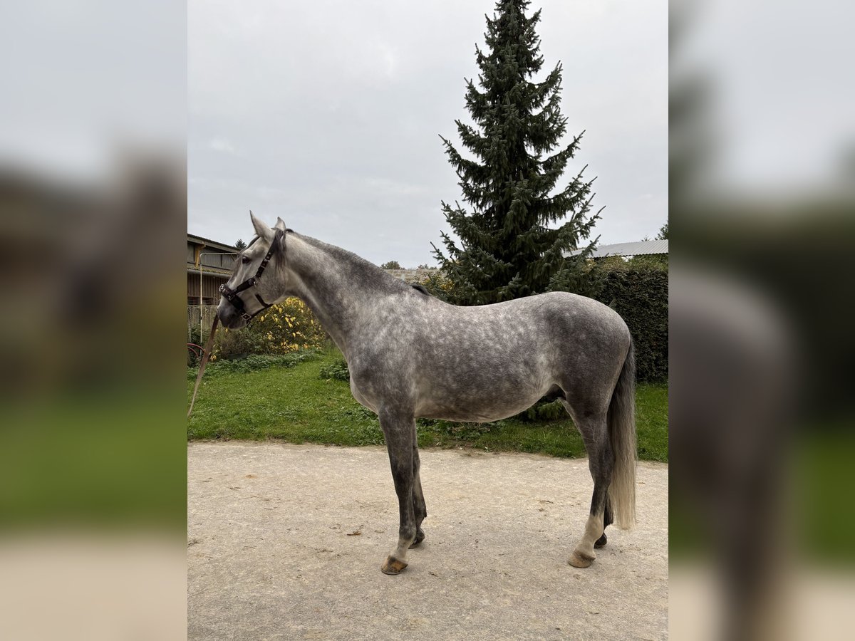 Lusitanien Étalon 6 Ans 168 cm Gris in Dury