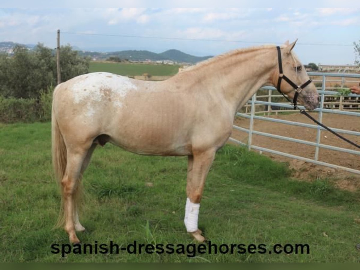 Lusitanien Croisé Étalon 7 Ans 158 cm Palomino in Barcelona