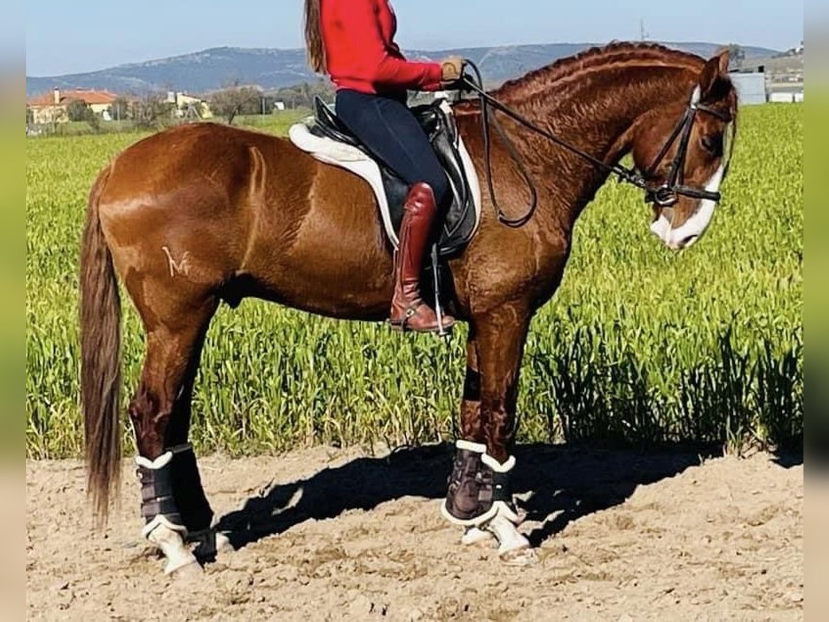 Lusitanien Étalon 7 Ans 161 cm Alezan in Talarrubias