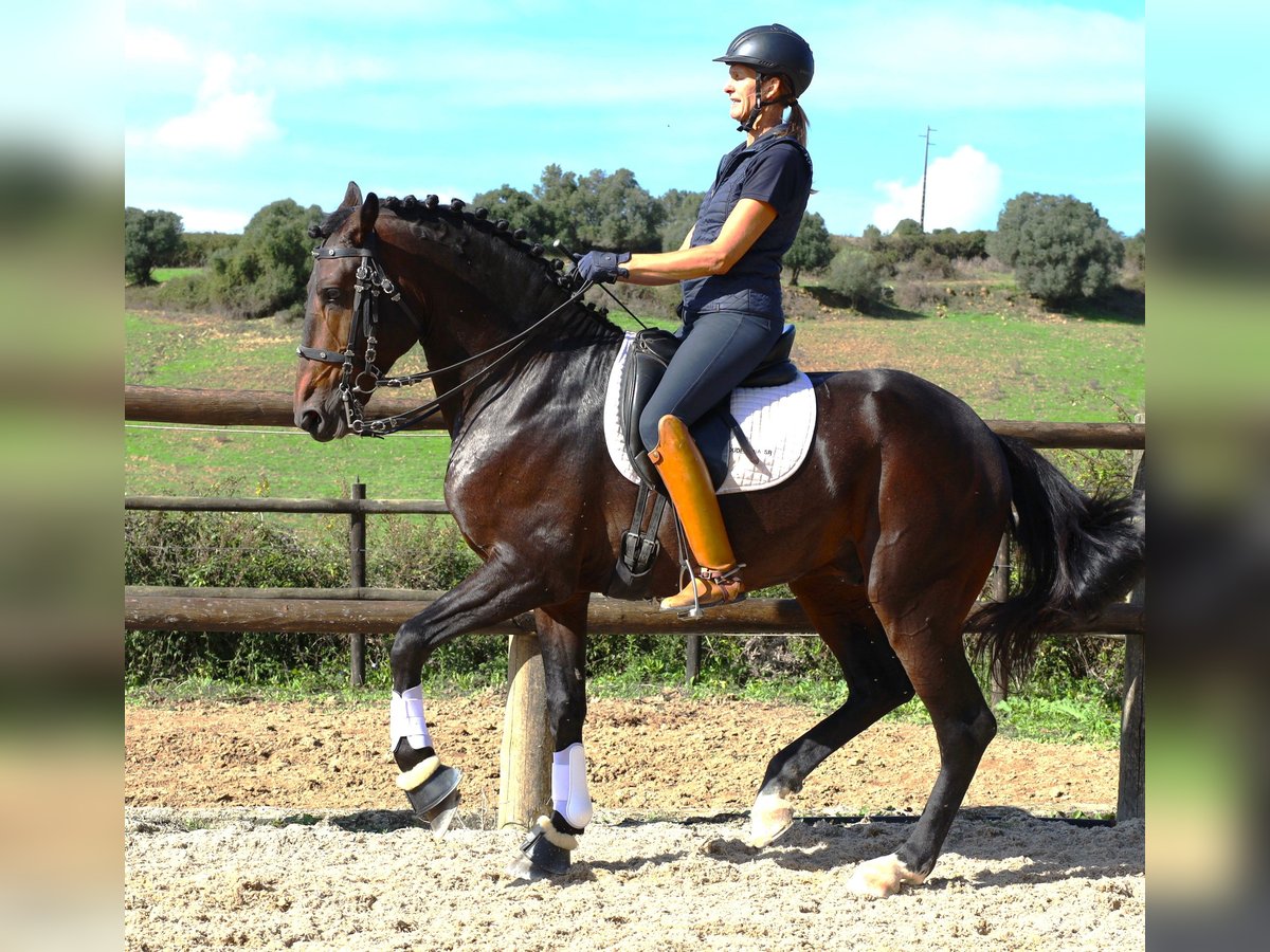 Lusitanien Étalon 7 Ans 165 cm Bai brun in Ribamar