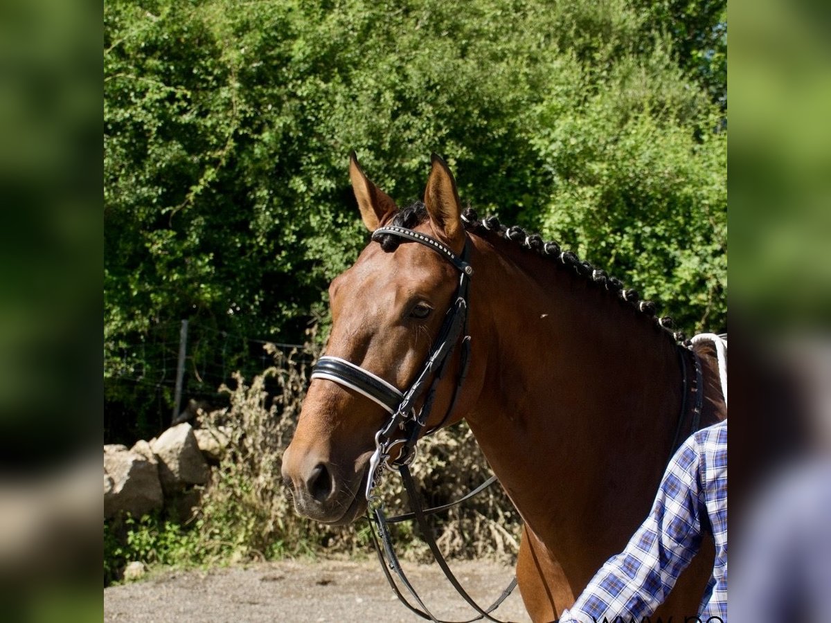 Lusitanien Étalon 7 Ans 165 cm Bai cerise in Espirdo