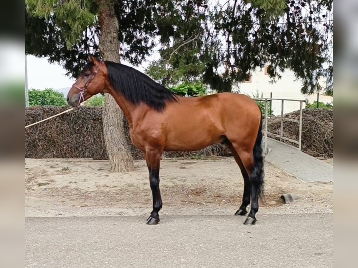 Lusitanien Étalon 7 Ans 165 cm Bai in Arneiro dos Borralhos Lusitanien Étalon 7 Ans 165 cm Bai in Arneiro dos Borralhos