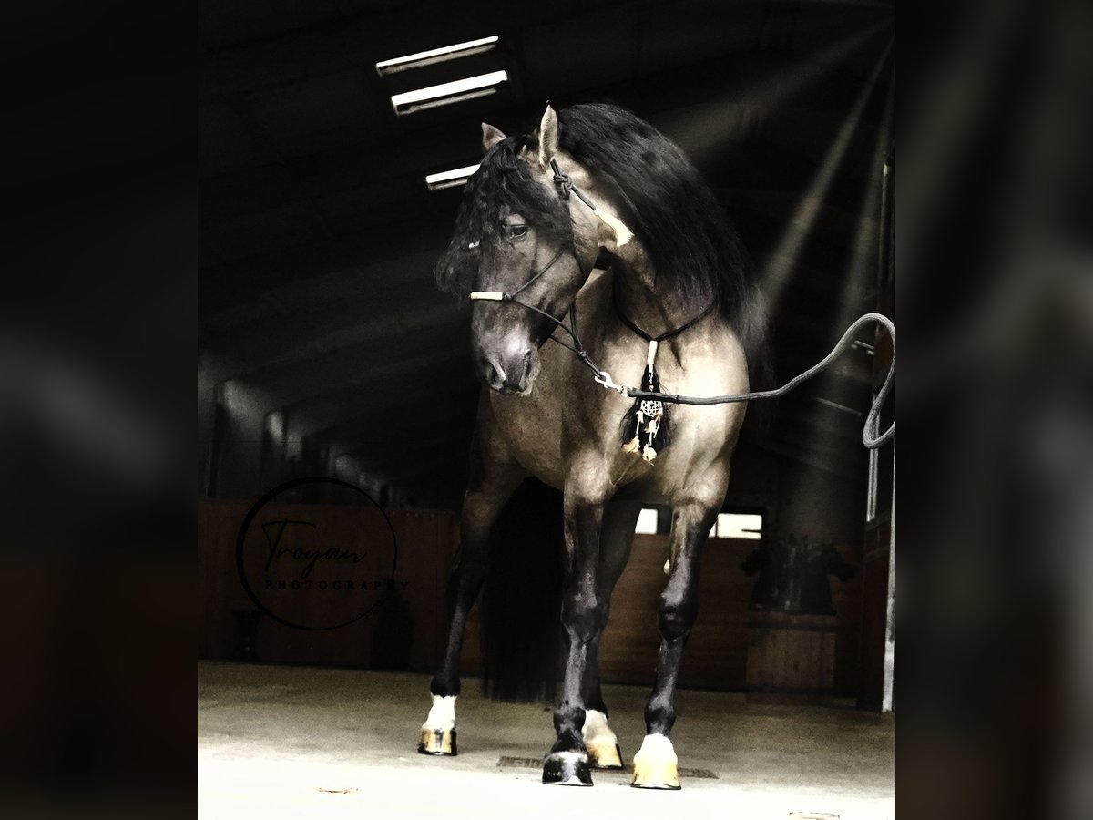 Lusitanien Croisé Étalon 7 Ans 166 cm Grullo in HEUVELLAND