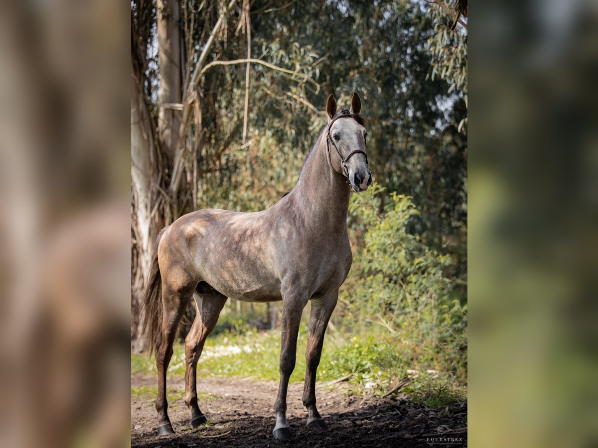 Lusitanien Étalon 7 Ans 169 cm Aubère in Alpiarça