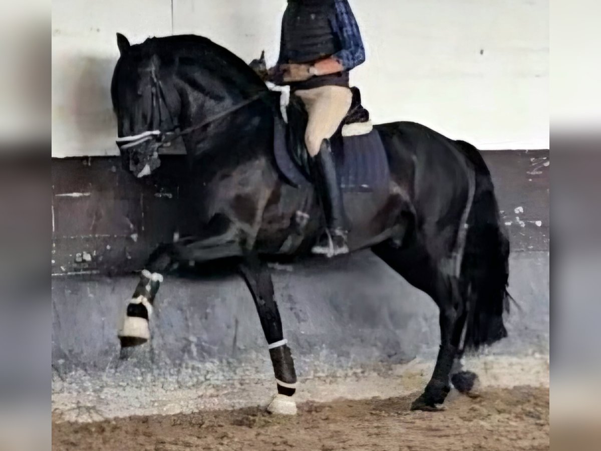 Lusitanien Étalon 7 Ans 169 cm Noir in cartaxo