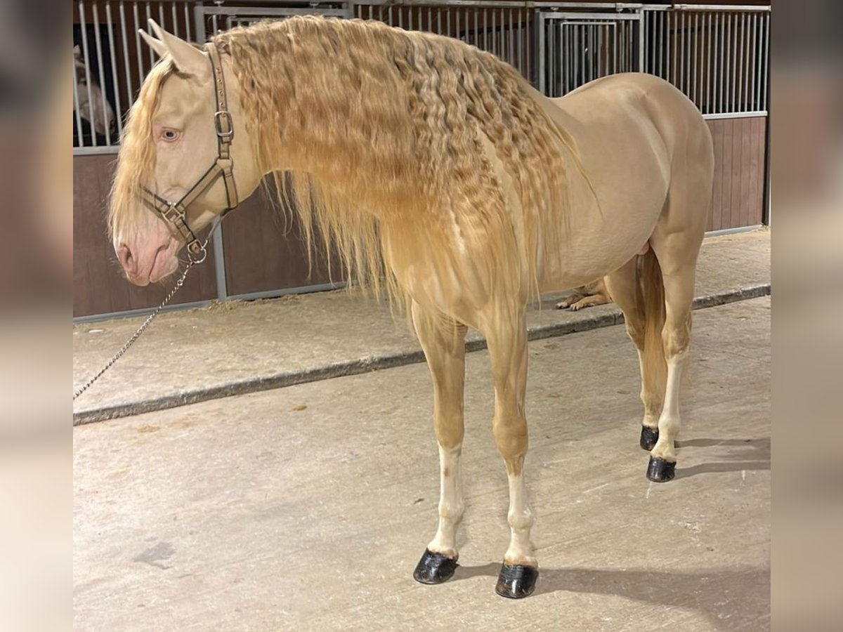 Lusitanien Étalon 7 Ans 172 cm Cremello in Martfeld