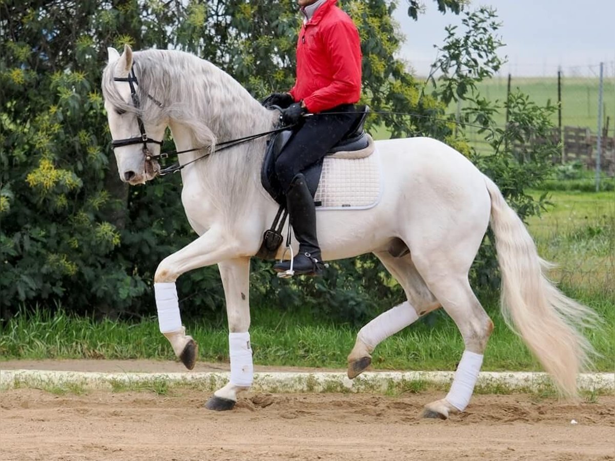 Lusitanien Étalon 8 Ans 160 cm Gris in Navas Del Madroño